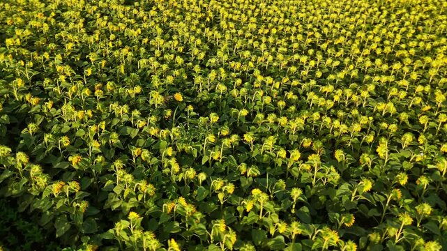 Plantations of Sunflowers in Rural Landscapes, buin, metropolitan region, Chile