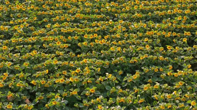 Sunflowers Blooming Under the Warm Sunlight, buin, metropolitan region, Chile