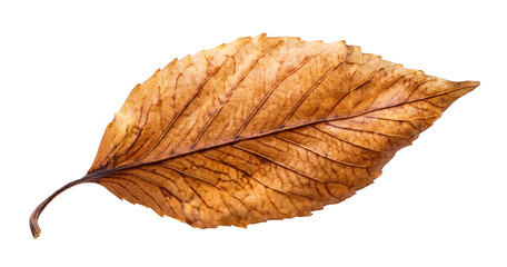 枯れ葉（Withered leaf on white background）

