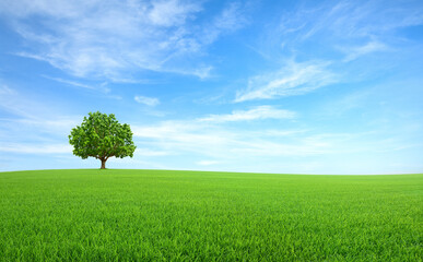 Alone tree on meadow with blue sky background.