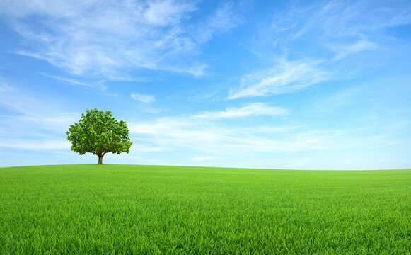 Alone tree on meadow with blue sky background.