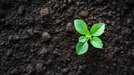 Naklejka premium New plant sprouting from rich dark soil in a natural environment showcasing growth and vitality