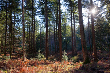 The Boulin rock forest path to  in Fontainebleau forest