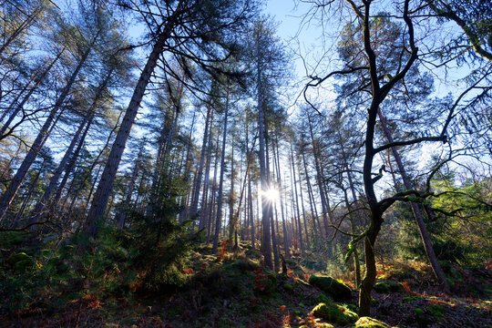 The Boulin rock forest path to  in Fontainebleau forest