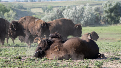 American bisons on a prairie in Colorado