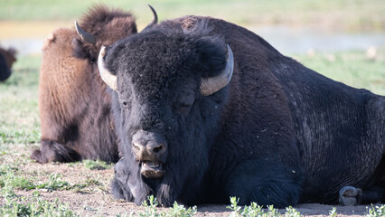 American bisons on a prairie in Colorado
