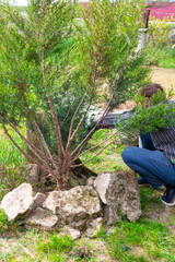 Pruning and shaping juniper. A gardener uses pruning shears to prune branches of a decorative bush