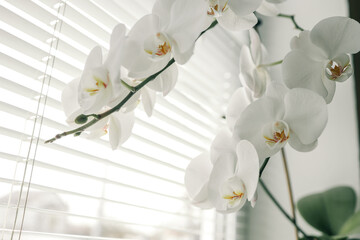 Elegant white orchid with soft petals in bloom, placed in a pot on a windowsill with blinds and natural light filtering through. The scene exudes simplicity and serenity