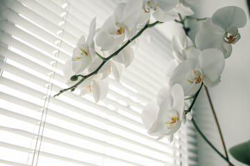 Elegant white orchid with soft petals in bloom, placed in a pot on a windowsill with blinds and natural light filtering through. The scene exudes simplicity and serenity