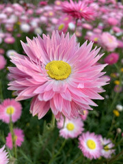 Paper Daisies 6