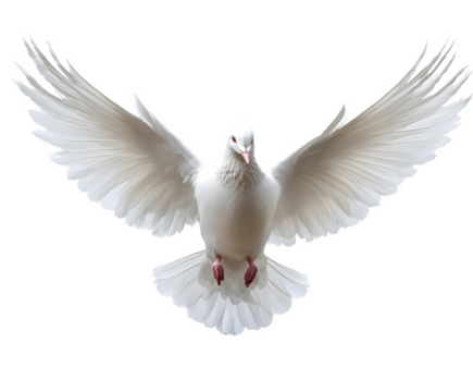 Majestic White Dove in Flight: A Symbol of Peace and Hope , isolated on white background PNG