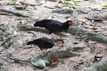 The rooster pecks eagerly at the ground, searching for small seeds and insects.