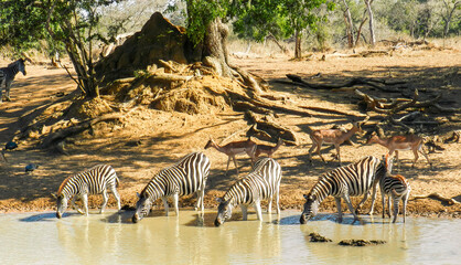 Plains zebra (Equus quagga) at the waterhole, KuMasinga Hide.