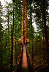 Christmas lights on tall old grow trees. rainforest of the Pacific coast of Canada. Capilano Suspension Bridge Park in December. North Vancouver, Canada