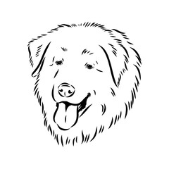 tornjac dog, vector, realistic vector sketch isolated on white