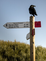 Raven Perched on Hiking Signpost with Scenic Background