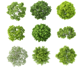 Collection of Lush Green Tree Canopies - Top-Down View for Nature Design , isolated on white background PNG