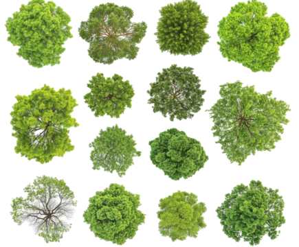 A Collection of Lush Green Tree Canopies , isolated on white background PNG