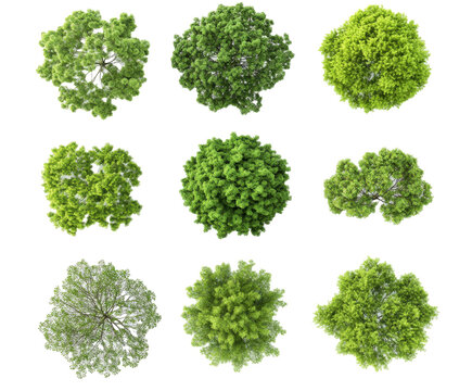 Collection of Lush Green Tree Canopies - Top-Down View for Nature Design , isolated on white background PNG - Powered by Adobe