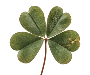 Close-up of a Four-Leaf Clover: A Symbol of Good Luck and Nature's Beauty , isolated on white background PNG