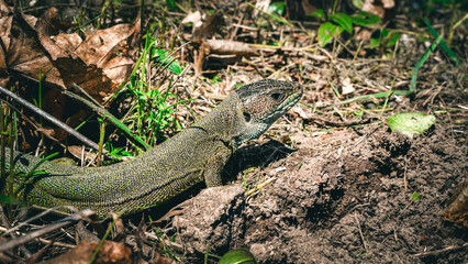 A wild green lizard (Lacerta viridis) basks in the sun
