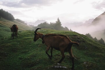 Naklejka premium Goats grazing on a misty hillside
