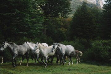 Herd of gray horses in a forest landscape