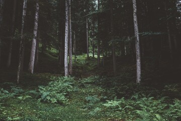 Serene forest with lush ferns and tall trees.