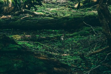 Ushuaia's natural landscape in Patagonia