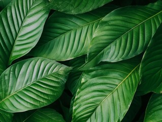 Biophilic Vibrancy Emerald Tropicals Ignite Natures Embrace - A Revitalizing Visual Symphony