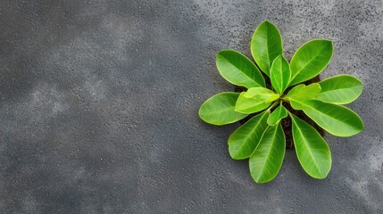 Vibrant Green Plant Life Emerging on Dark Grey Surface Background