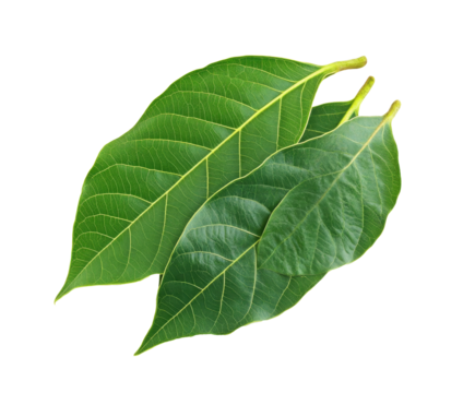 Closeup of vibrant green leaves, showcasing nature's beauty and healthy growth. Lush foliage details and fresh spring vibes. , isolated on white background PNG