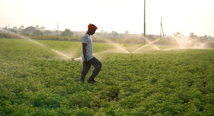 Indian farmer working in green chickpea garden