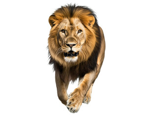 Fototapeta premium Majestic Lion in Action: A Powerful Predator on the Hunt , isolated on white background PNG