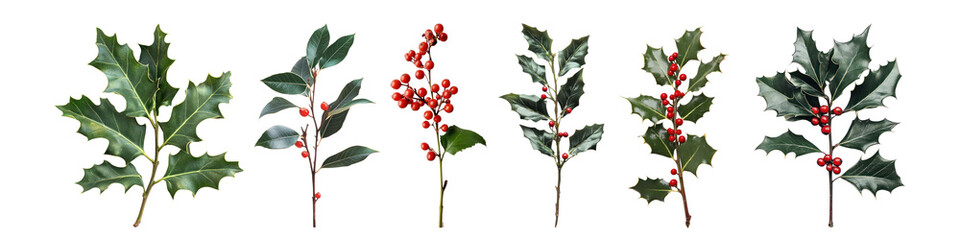 Fototapeta premium Holly branch png cut out element set, transparent background