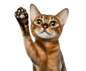 Playful Tabby Cat with Raised Paw - Adorable Pet Portrait , isolated on white background PNG