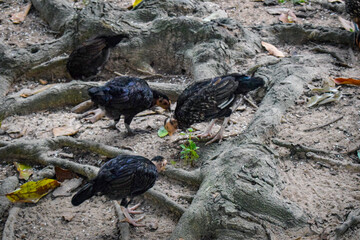 The rooster pecks eagerly at the ground, searching for small seeds and insects.