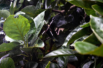 Sunlight filters through the web, casting mesmerizing shadows on the surrounding leaves.  