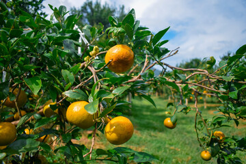 Overall, the photograph conveys a peaceful and idyllic atmosphere in the orange orchard.  