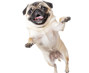 Playful Pug in a Jumping Pose - Adorable Dog Photo , isolated on white background PNG