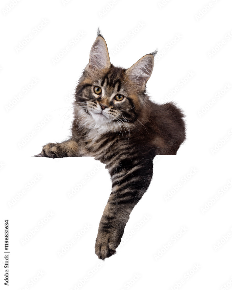 Fototapete pretty maine coon cat kitten, laying down facing front with paw hanging from edge. looking towards c