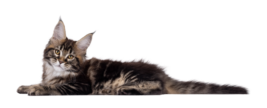 Pretty Maine Coon cat kitten, laying down side ways. Looking towards camera. Isolated cutout on a transparent background.
