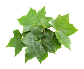 Vibrant Green Leaves in Lush Nature Scene - Fresh Foliage Closeup , isolated on white background PNG