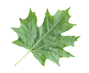 Fototapeta premium Close-up of a vibrant green leaf, showcasing intricate veins and a healthy natural aesthetic. A perfect image for nature enthusiasts and botanical lovers. , isolated on white background PNG