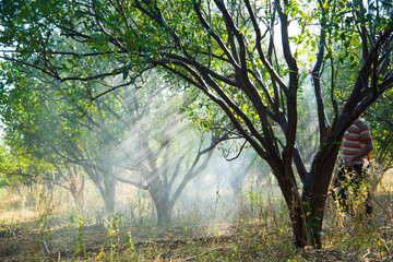 Farmer spraying fertilizer on orange tree field,