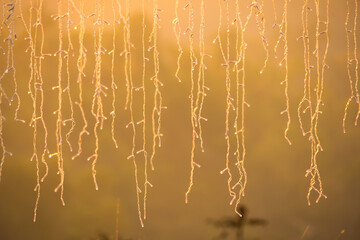 Golden Hour Fairy Lights: Enchanting String Lights Illuminating a Warm Sunrise Glow