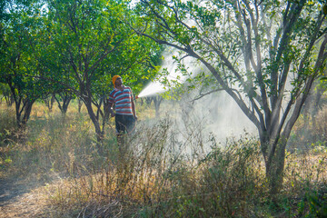 Indian farmer spraying fertilizer on orange tree at orange field.