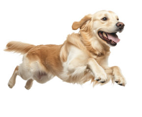 Golden Retriever in a Joyful Leap: A Captivating Image of a Happy Dog , isolated on white background PNG