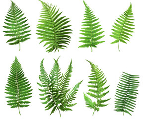 Stunning Collection of Fern Leaves, Vibrant Green Foliage, Botanical Illustration, Nature's Artistic Design , isolated on white background PNG