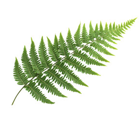 A Detailed Close-up of a Vibrant Green Fern Leaf , isolated on white background PNG